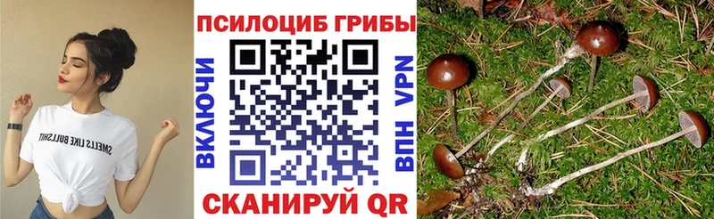 Псилоцибиновые грибы прущие грибы  закладка  Куртамыш 